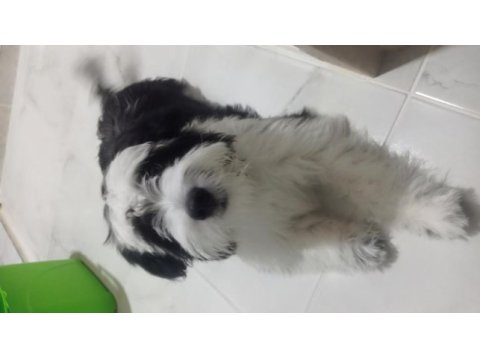 Canım oğluma yuva maltese terrier