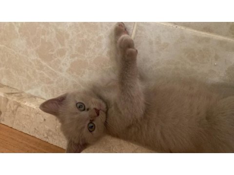 Son yavru erkek british shorthair