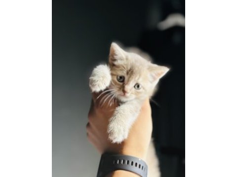 Oyuncak gibi yavru scottish fold kedimiz