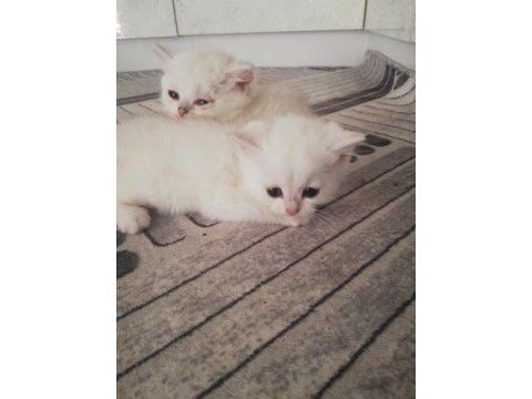 1.5 aylık british shorthair yavrular