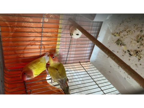 Hazır 2 takım yavru aldığım cennet papağanı çiftler