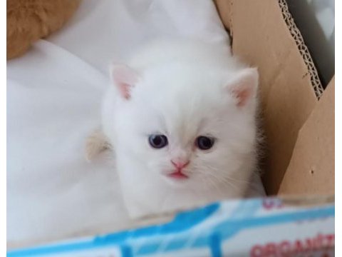 British shorthair red point erkek