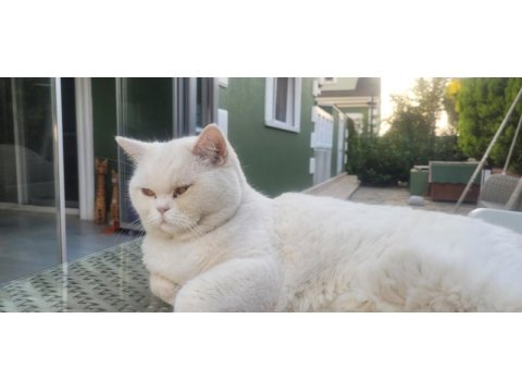 Sahiplendirme 6 yaşında british shorthair