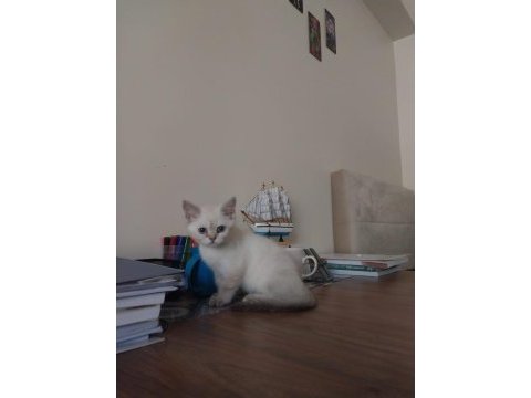 Kırşehir içi 3,5 aylık british shorthair