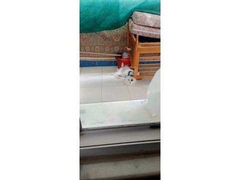 Japon spitz 5 aylık