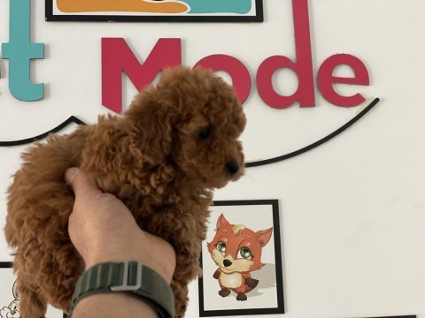 Ankaranın  en güzel redbrown toy poodle ları
