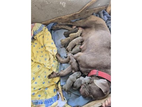Cane corso yavru