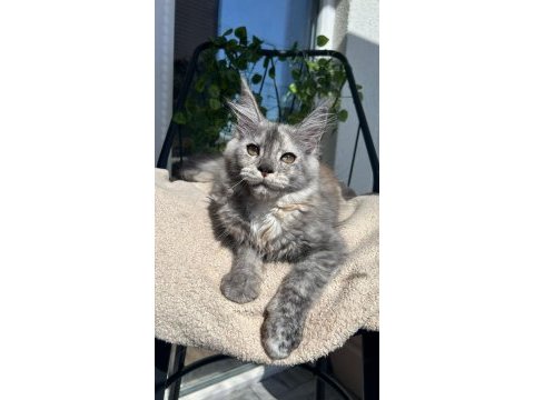 Sağlık ve ırk garantili minik maine coon devler