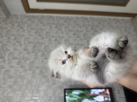 A kalite scottish longhair