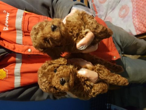 İstanbul köpek üretim çiftliğinden toy poodle yavrular