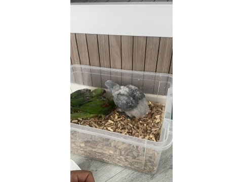 Jako papağanı daha bebek