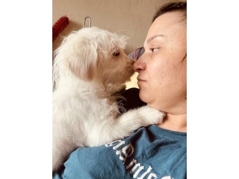 Sevimli cins köpekler