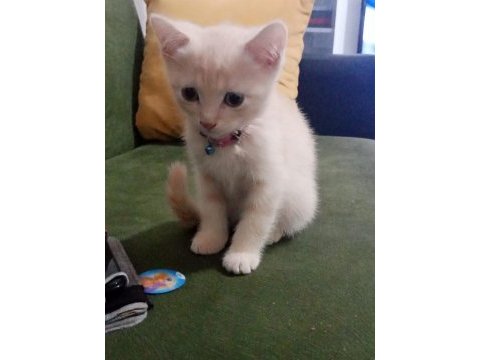 2 aylık british kedi kuru mama yiyor tuvalet eğitimi var