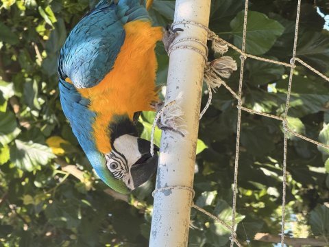 Sahibinden macaw 8 aylık