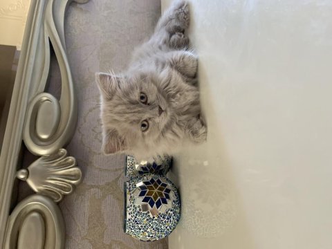 2 aylık iran kırması kedi