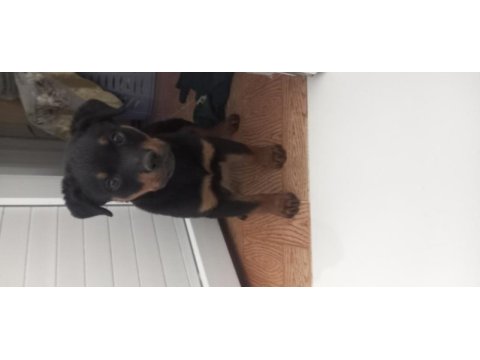 Saf kan rottweiler