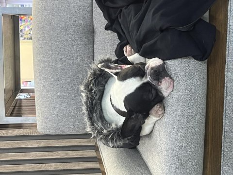 French bulldog istanbul içi sahiplendirilecektir