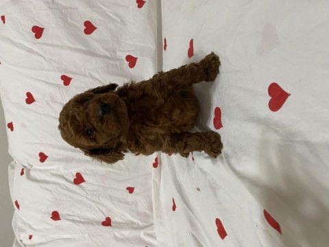 Toy poodle erkek dişi yavrularımız teslime hazır