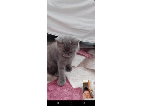 50 günlük british shorthair