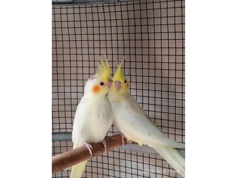 Lutino sultan papağanı yavruları