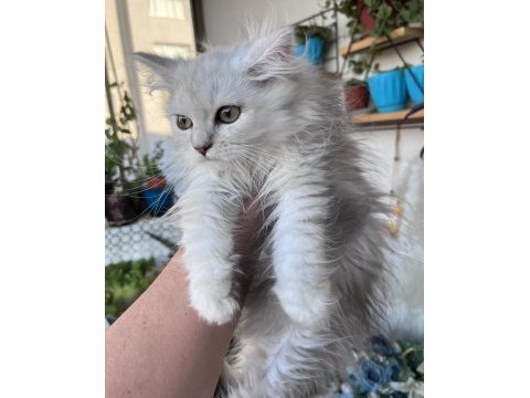 British longhair yeşil göz erkek