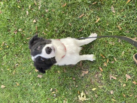 Eğitimli yavru border collie