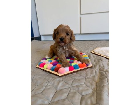Mükemmel güzellikteki maltipoo yavru köpekler