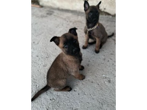 3 dişi belçika malinois