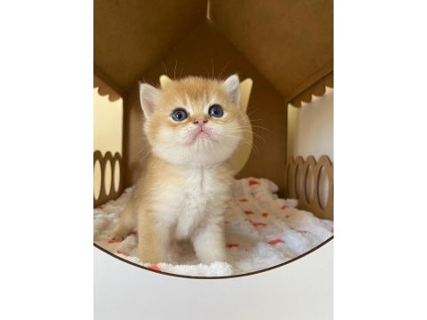 Safkan british shorthair golden ny12 yavrular