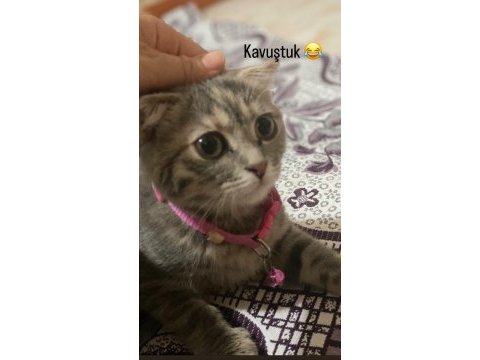 Acil ücretli sahiplendirme scottish fold