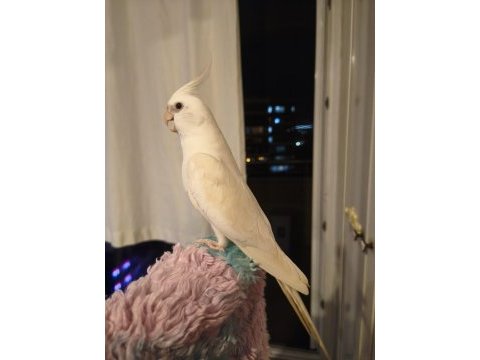 Damızlık erkek albino sultan papağanı erkek