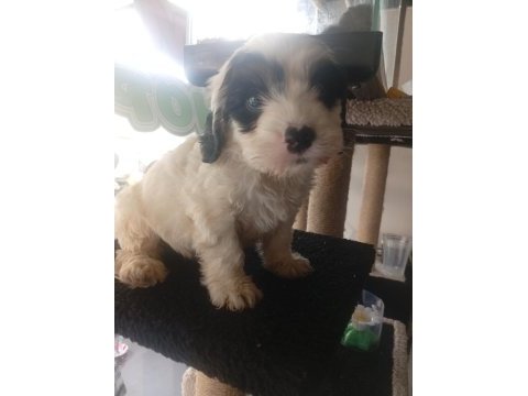 Terrier erkek çok akıllı oyuncu