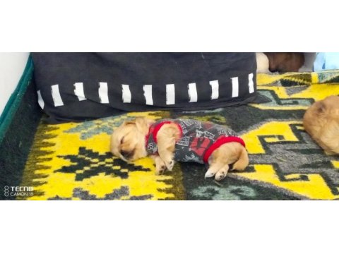 Pekinez köpeği güzeller