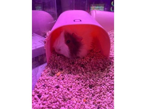 6-12 aylık erkek ginepig