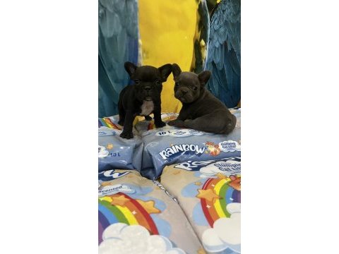 Blue ve siyah french bulldog bebekler