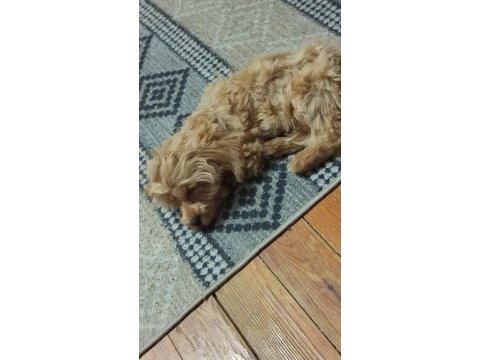 Terrier yavru