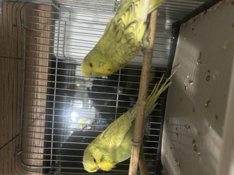 Hazır jumbo muhabbet kuşu takımlar genç takımlar