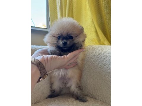 Pomeranian boo yavrularımız