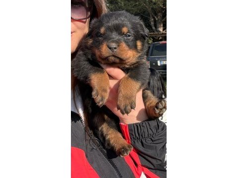 Tecrübeli aileler için asil ve sadık rottweiler yavrular