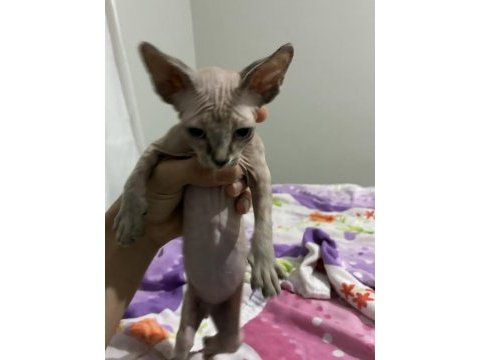Sağlıklı ve oyuncu sphynx (tüysüz) yavrumuza yeni yuva