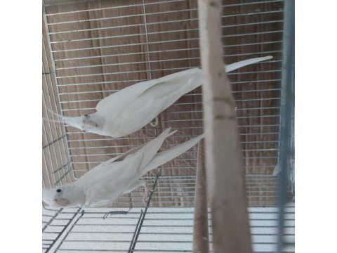 Sağlıklı kalem gibi bakıcı eş albino sultan