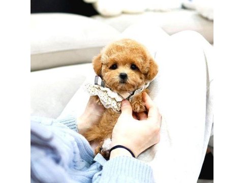 Toy poodle köpeğimiz