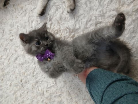 Safkan british shorthair yavru