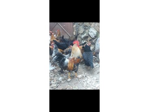 Kuluçkalık döllü yumurta