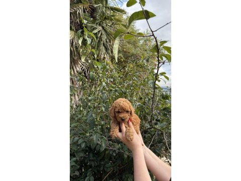 Toy poodle köpeği