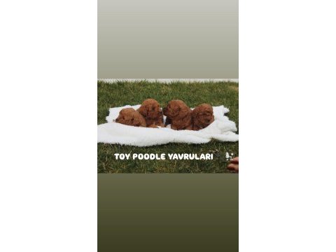 Safkan toy poodle yavruları