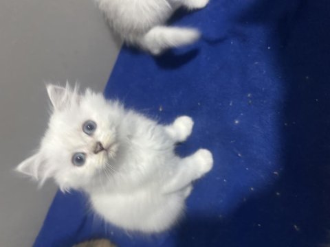 Şecereli golden dişi yavru british longhair