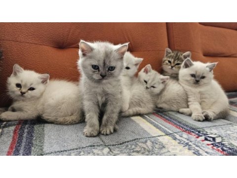 A kalite british shorthair yavrular
