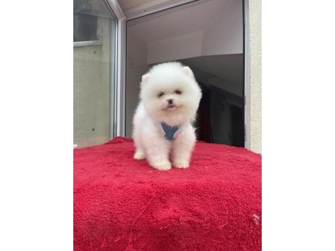 Ayı surat pomeranian boo yavrular