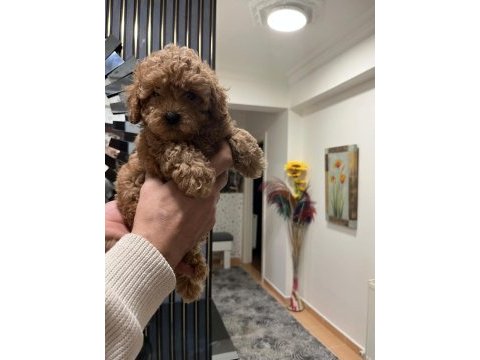 Safkan toy poodle